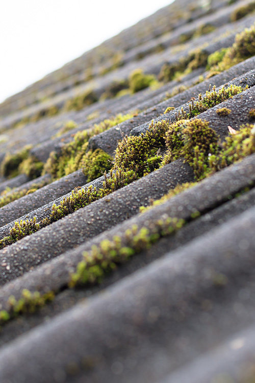 Mossy roof in Harlow