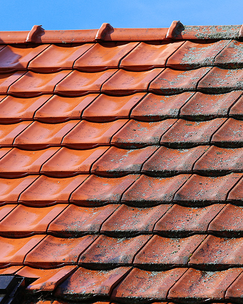 Roof moss removal in Harlow